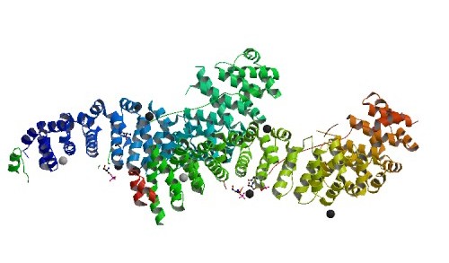 E Cadherin Protein