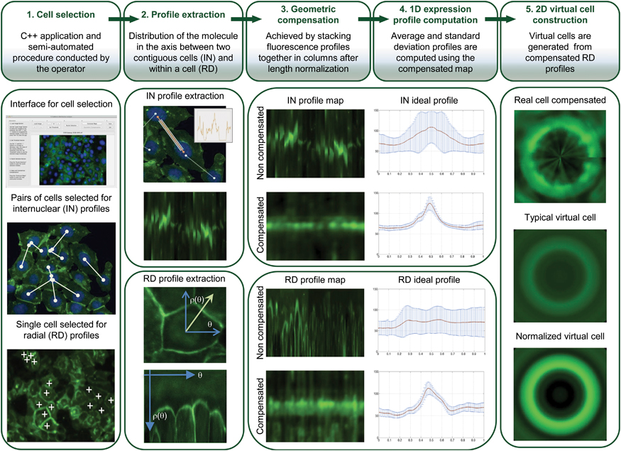 figure1 quantification